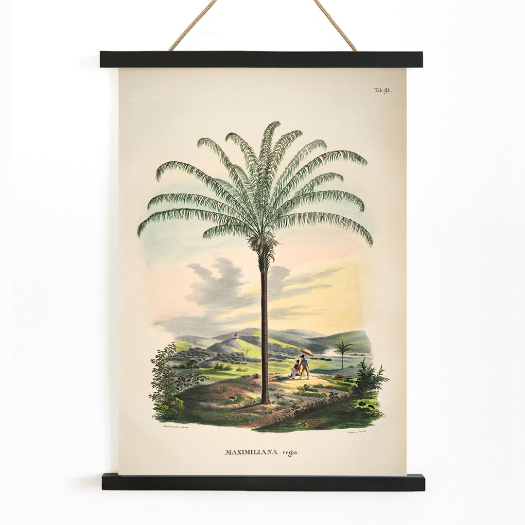 Maximiliana regia palm tree landscape illustration and poster from Historia Naturalis Palmarum by Carl Friedrich Philipp von Martius, with wooden magnetic frame on white background