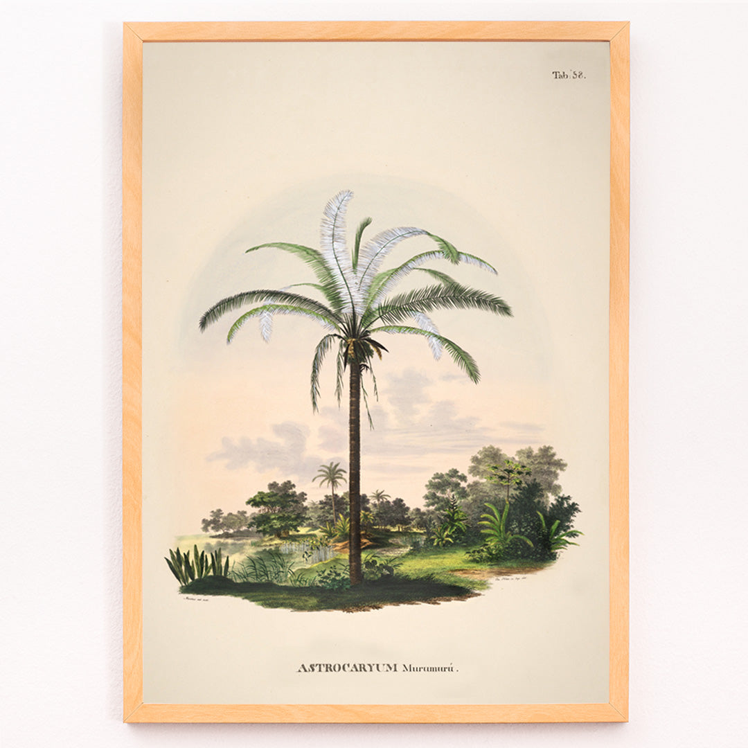 Closeup detail of Astrocaryum Murumuru palm tree illustration and landscape poster by Carl Friedrich Philipp von Martius from Historia Naturalis Palmarum