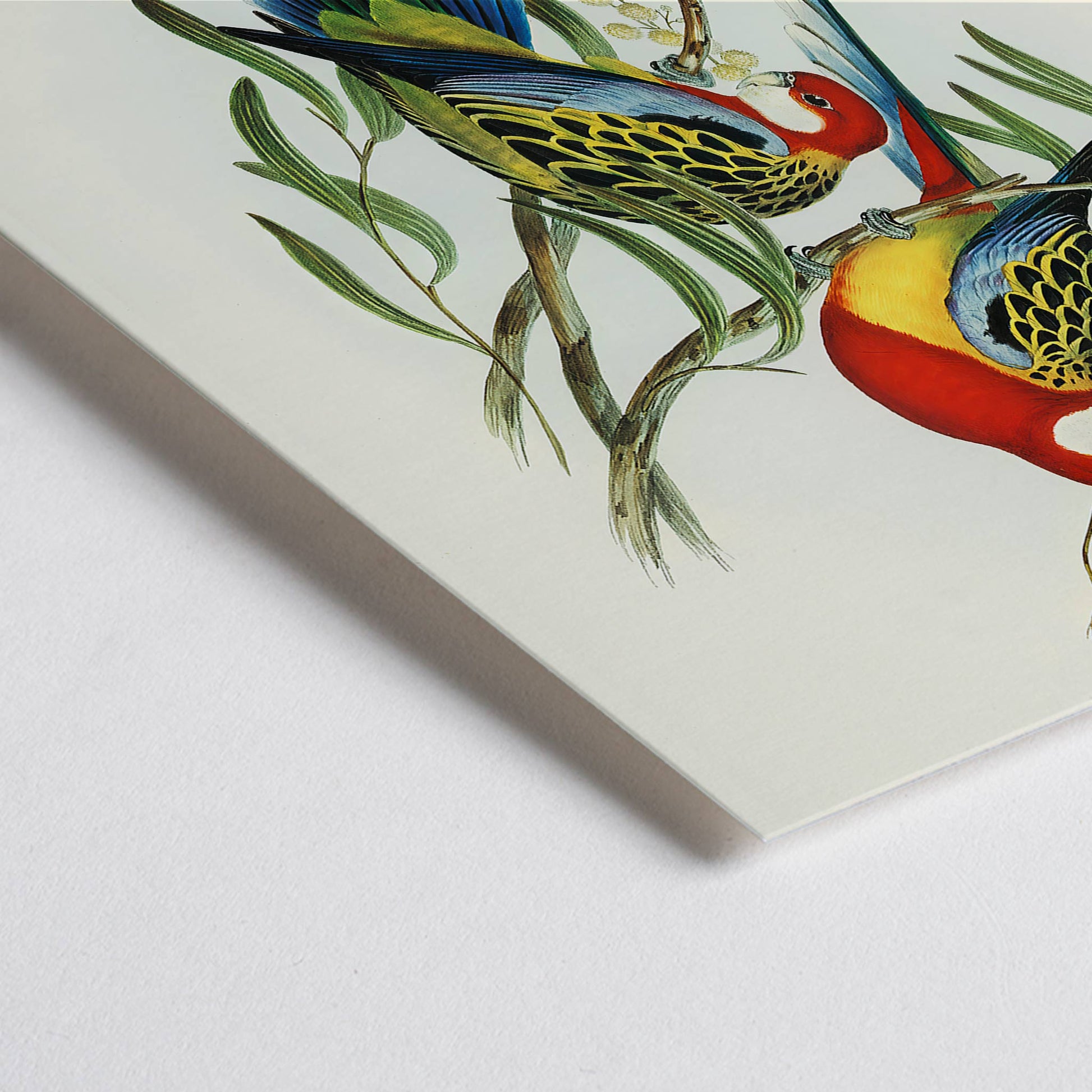 Closeup detail of Colorful Rose-hill Parakeet birds perched on branches artwork by Elizabeth Gould poster