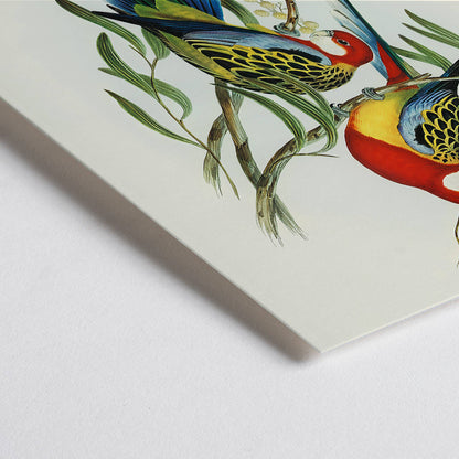 Closeup detail of Colorful Rose-hill Parakeet birds perched on branches artwork by Elizabeth Gould poster