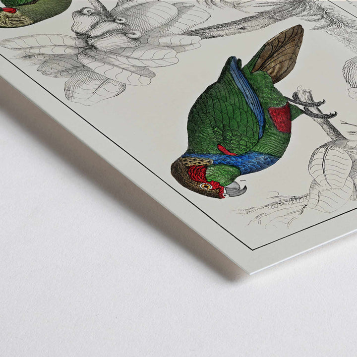 Closeup detail of Colorful parakeets perched on branches illustrated by Oliver Goldsmith from The History of the Earth and Animated Nature poster