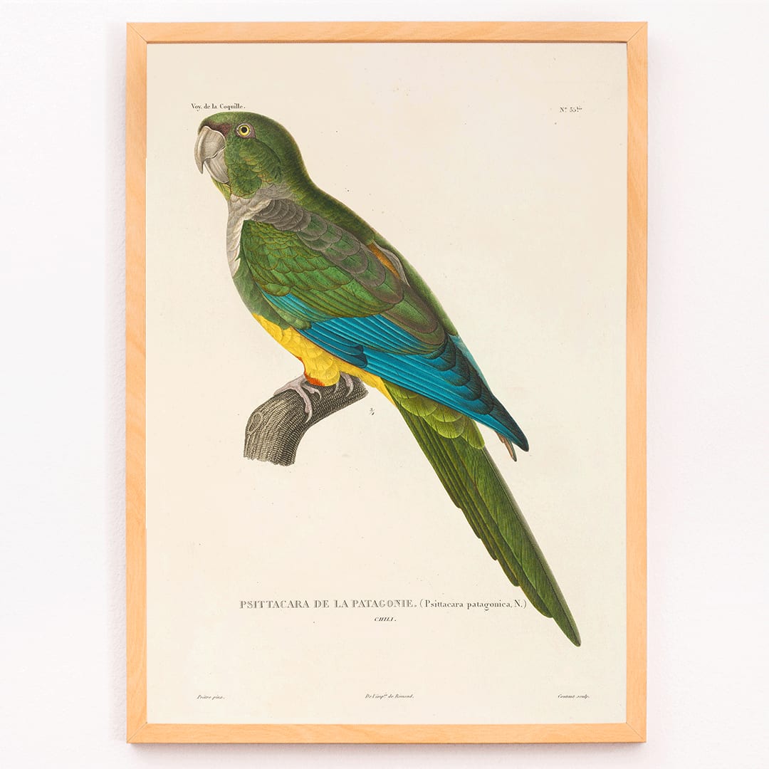 Colorful parrot illustration by Louis-Isidore Duperrey from Voyage autour du monde Pl141 bird poster, framed and displayed in modern living room decor