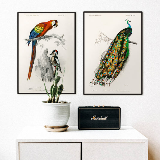 Colorful parrot and woodpecker perched on branches illustrated by Charles Dessalines D Orbigny poster of different types of colorful birds, framed and displayed in home decor