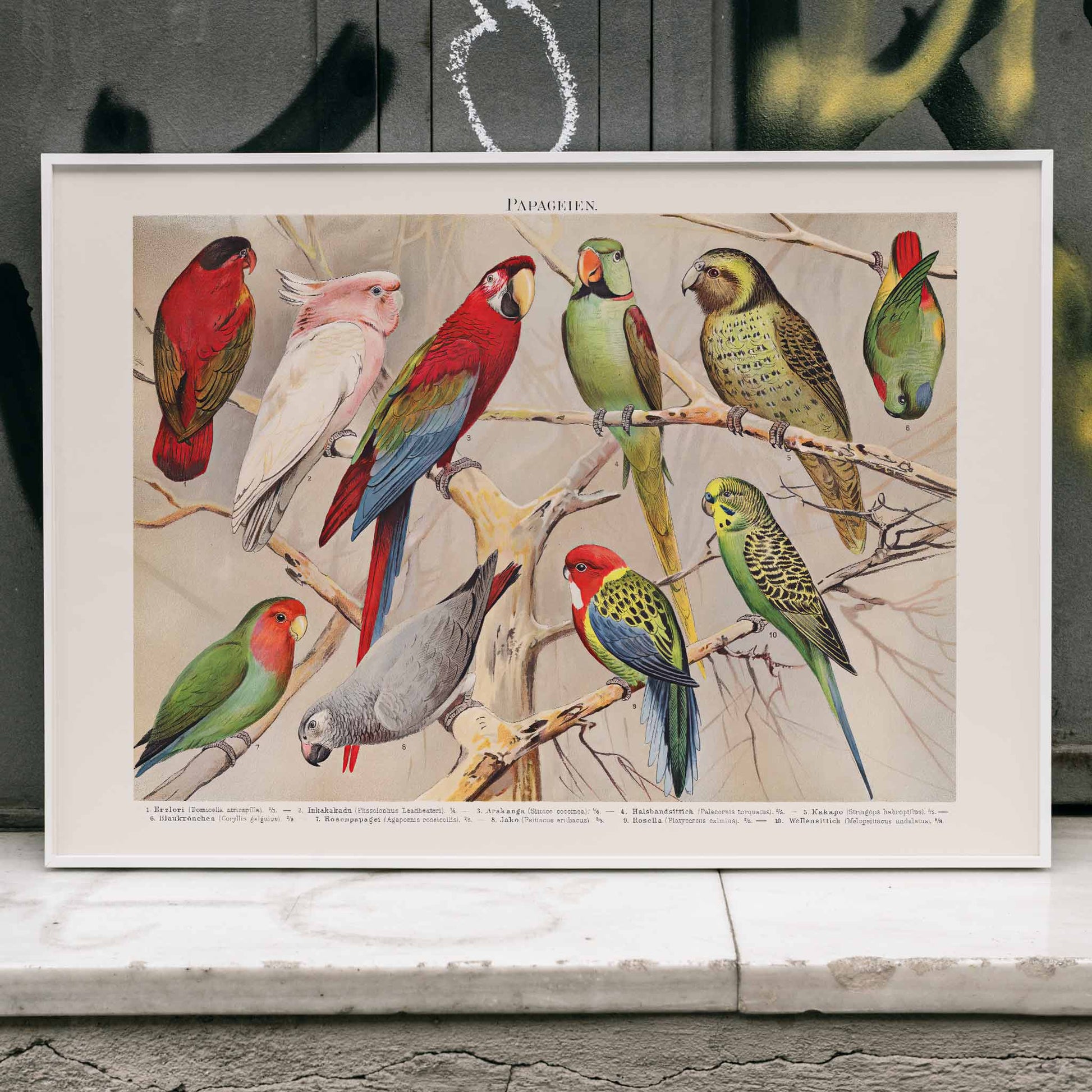 Colorful parrots perched on branches Papagein I artwork by Institut of Leipzig vintage illustration poster, framed and displayed in modern living room decor