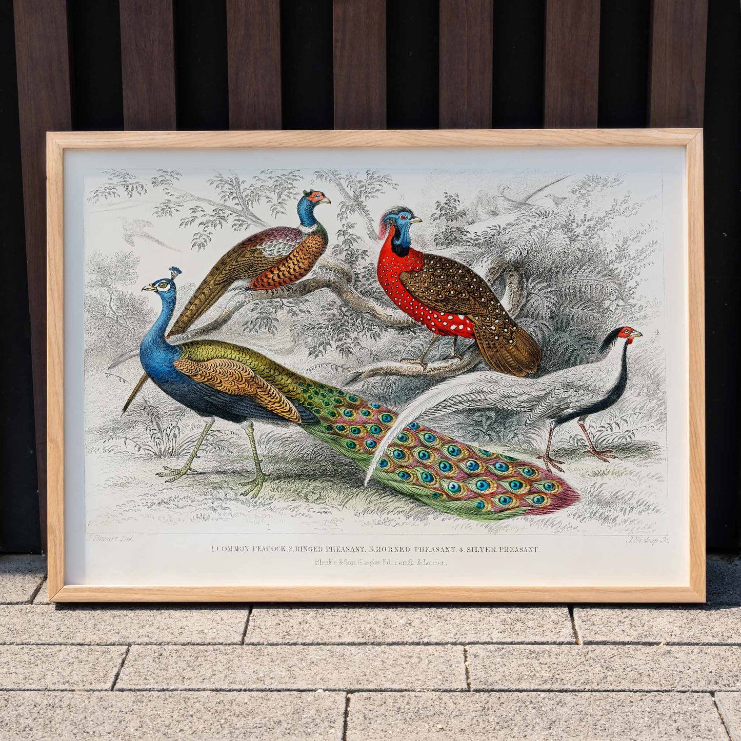 Vibrant illustration and poster of peacock and pheasants including Common Peacock Ringed Pheasant Horned Pheasant and Silver Pheasant by Oliver Goldsmith from A History of the Earth and Animated Nature, framed and displayed in modern living room decor