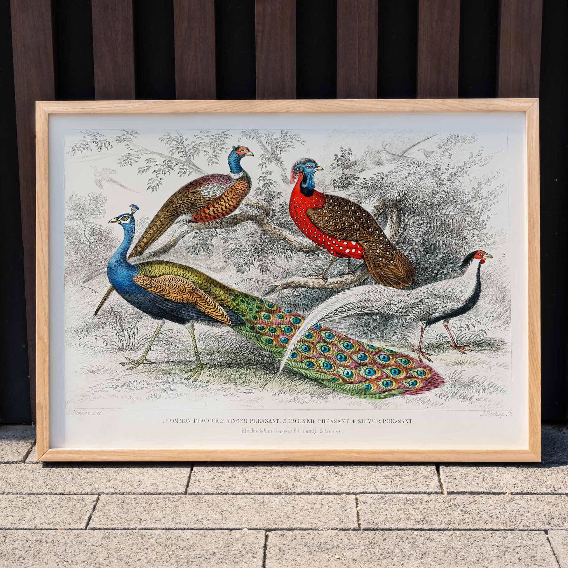 Vibrant illustration and poster of peacock and pheasants including Common Peacock Ringed Pheasant Horned Pheasant and Silver Pheasant by Oliver Goldsmith from A History of the Earth and Animated Nature, framed and displayed in modern living room decor