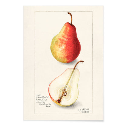 Botanical illustration and poster of ripe pear whole and sliced Pear Pyrus Communis by Amanda Almira Newton, with black aluminium frame on white background