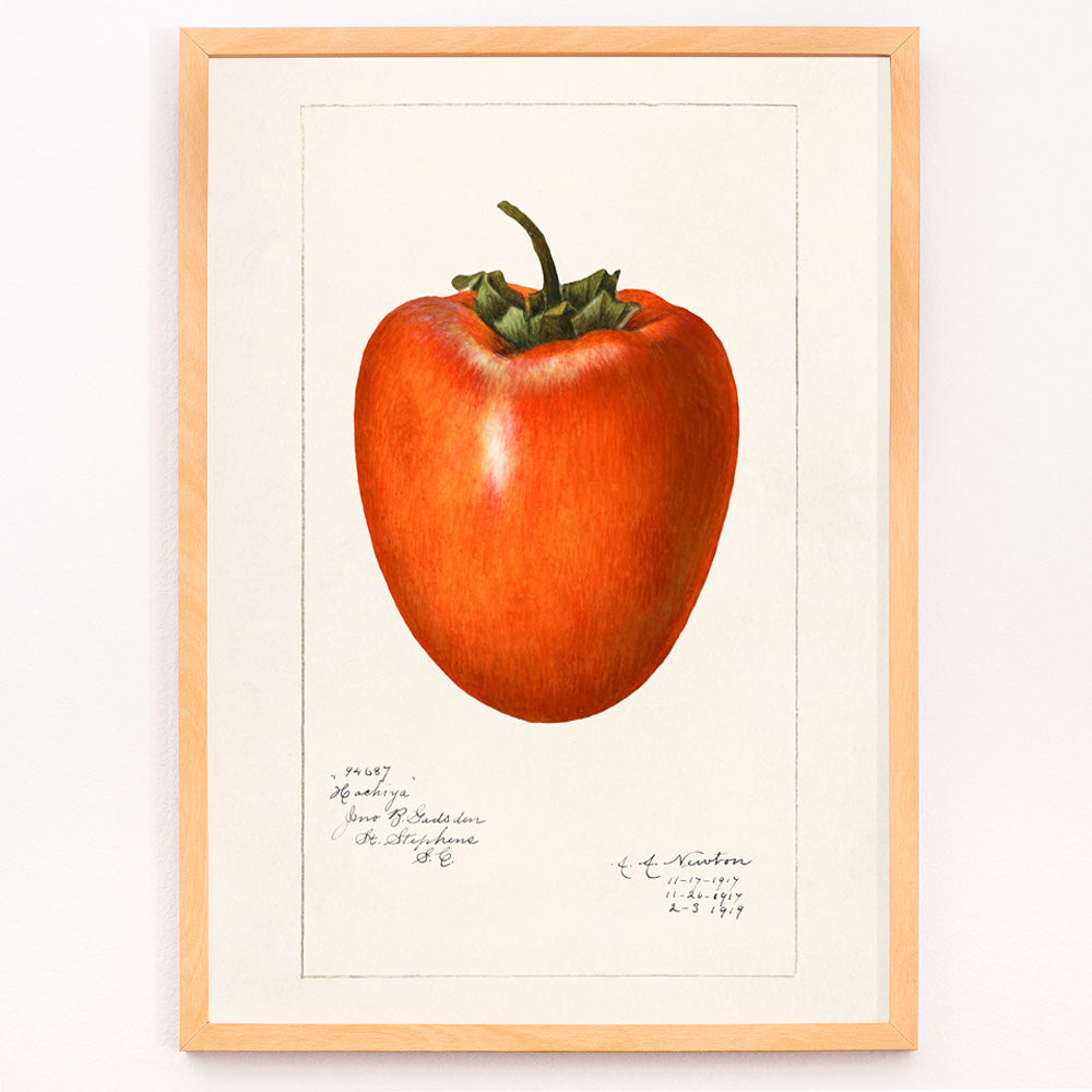 Closeup detail of Vintage persimmon illustration by Amanda Almira Newton detailed botanical drawing and poster with botanical art style on white background
