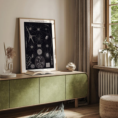 Detailed black and white illustration of freshwater plankton organisms scientific artwork Plankton II by The Institute of Liepzig poster, framed and displayed in home decor