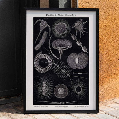 Detailed scientific illustration poster of marine floating algae plankton from Plankton I Marine Floating Algae by Institute of Liepzig, framed and displayed in home decor