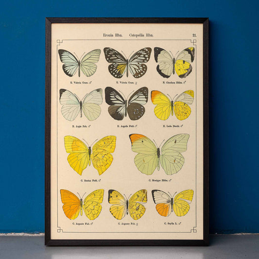 Exotic butterflies illustration and poster by Otto Staudinger titled Exotic Butterflies Pl021 featuring detailed colorful species, framed and displayed in home decor