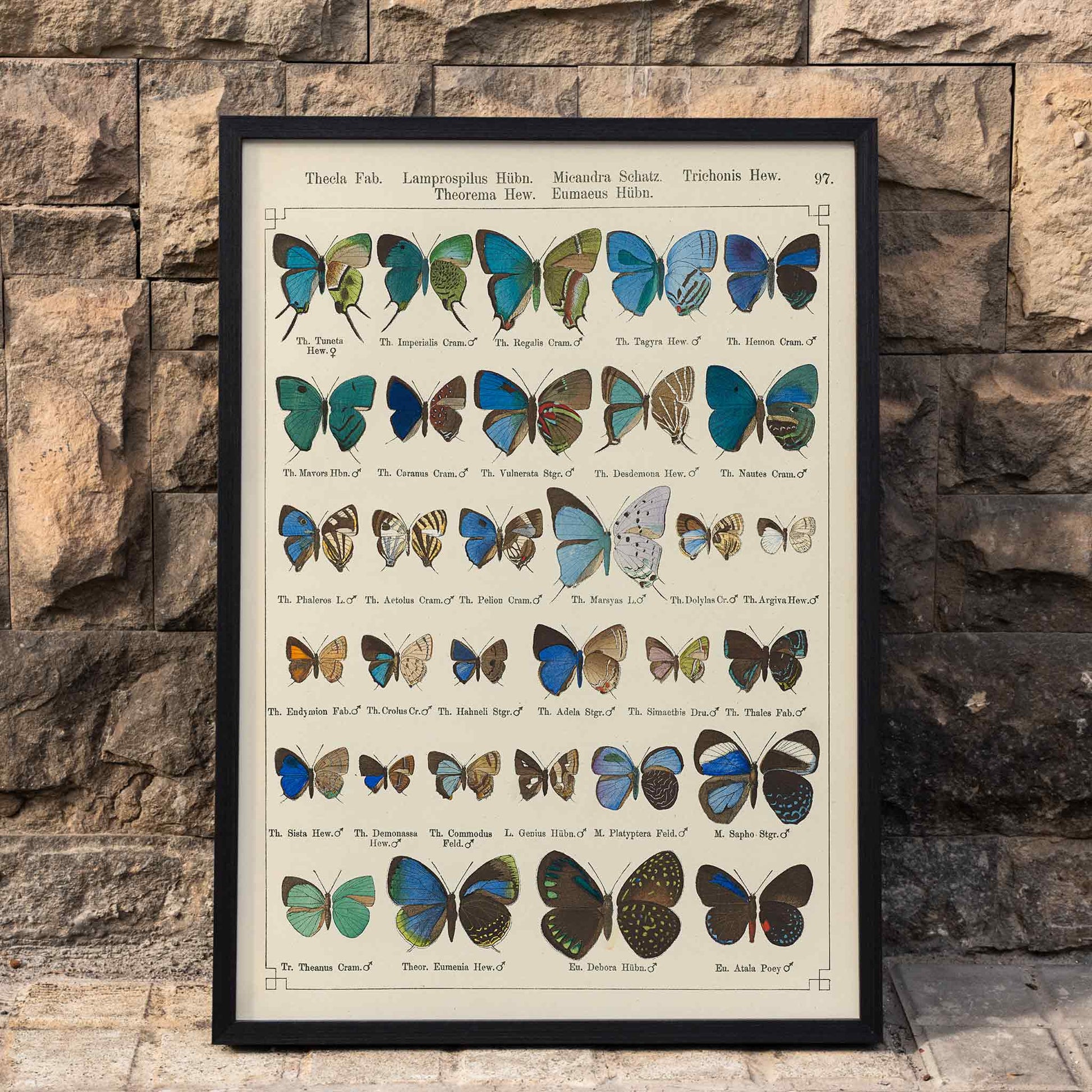 Colorful illustration of exotic butterflies in vibrant colors from Exotic butterflies Pl.097 by Otto Staudinger, framed and displayed in home decor