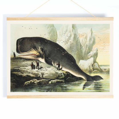 Sperm whale stranded on rocky shore with people and icy cliffs by John Karst from Johnsons household book of nature poster, with wooden magnetic frame on white background