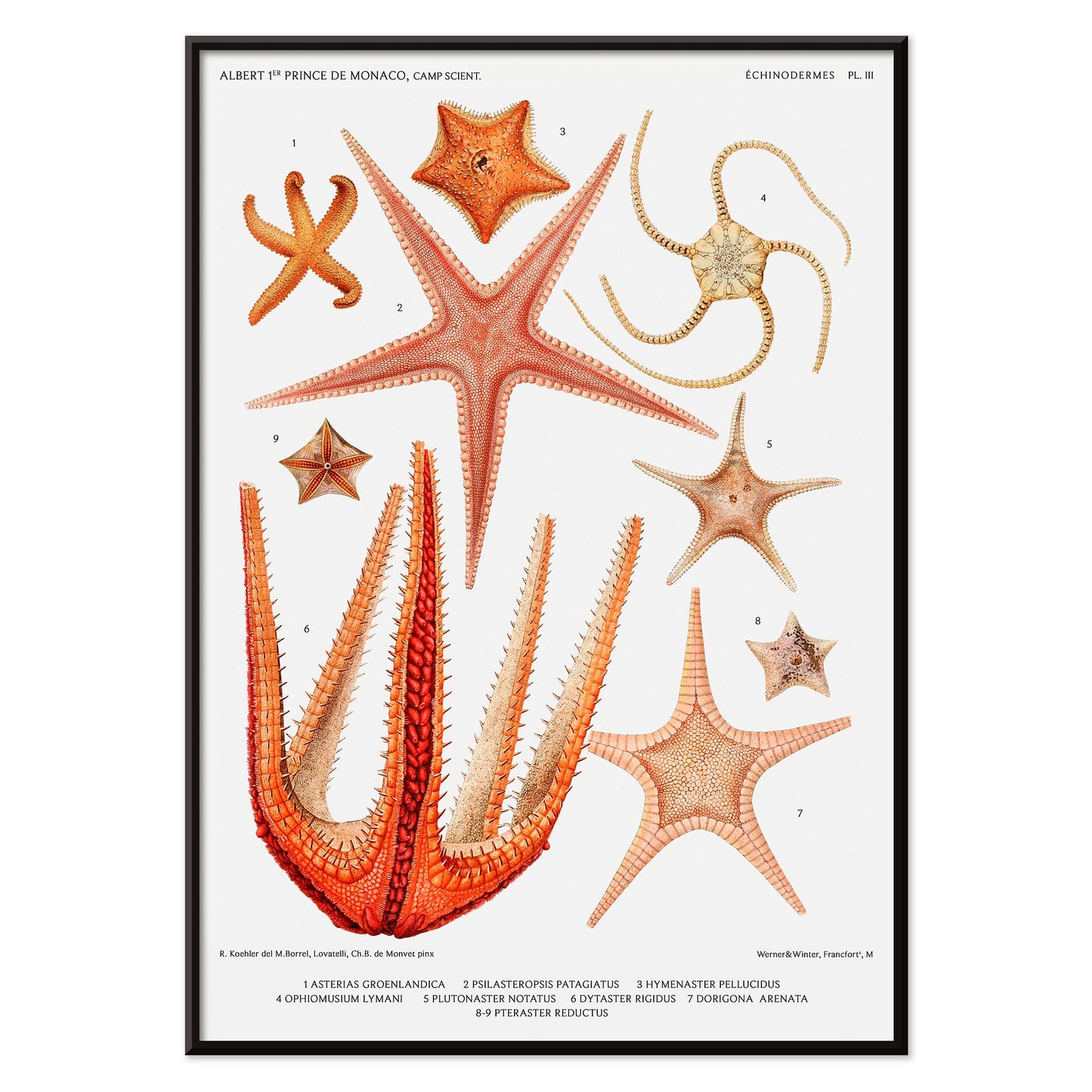 Starfish varieties set illustration from Resultats des Campagnes Scientifiques by Albert I Prince of Monaco scientific poster, with black aluminium frame on white background