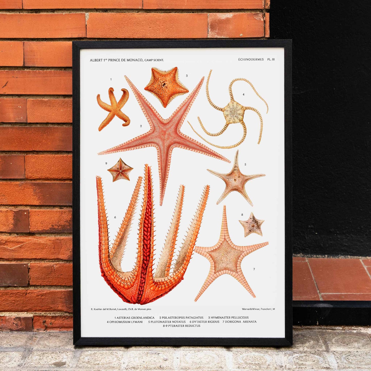 Starfish varieties set illustration from Resultats des Campagnes Scientifiques by Albert I Prince of Monaco scientific poster, framed and displayed in home decor