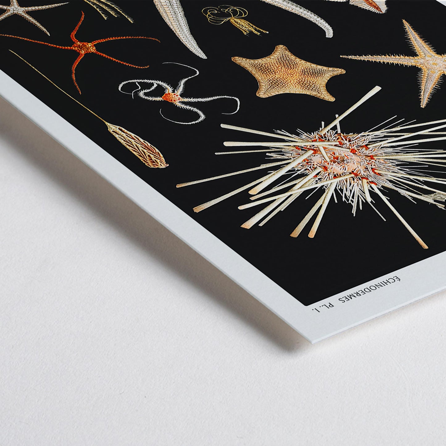 Closeup detail of Starfish varieties illustration and poster by Albert I Prince of Monaco from the artwork Resultats des Campagnes Scientifiques