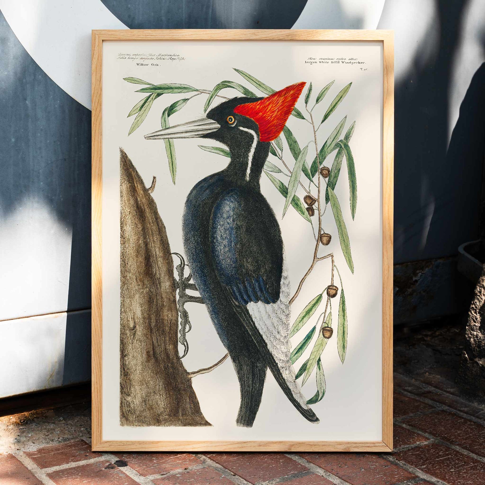 Ivory-billed Woodpecker by Mark Catesby from The Natural History of Carolina Florida and the Bahama Islands artwork and poster showing bird in tree, framed and displayed in home decor