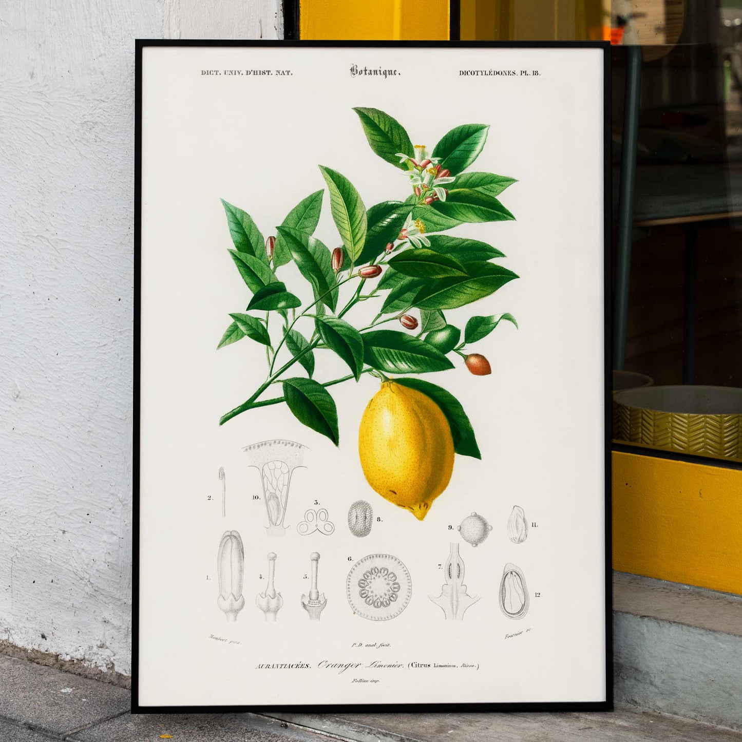 Botanical illustration poster of Lemon Citrus Limonium by Charles Dessalines D Orbigny with detailed plant drawings, framed and displayed in home decor