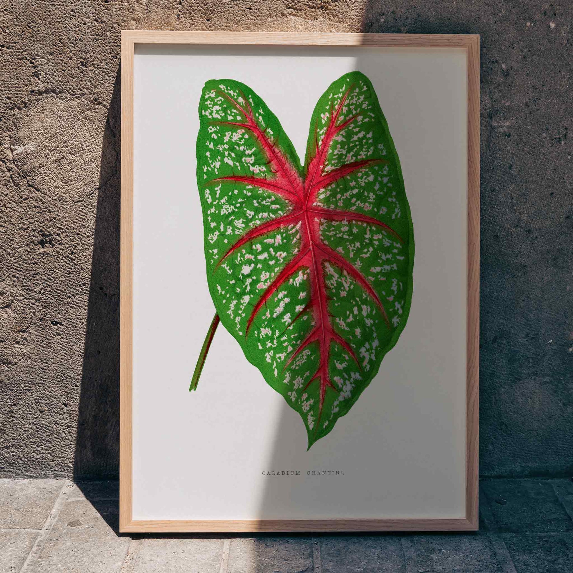 Green Caladium Chantini poster from Les Plantes a Feuillage Colore illustrated by Benjamin Fawsett showing vibrant green leaf with red veins, framed and displayed in home decor