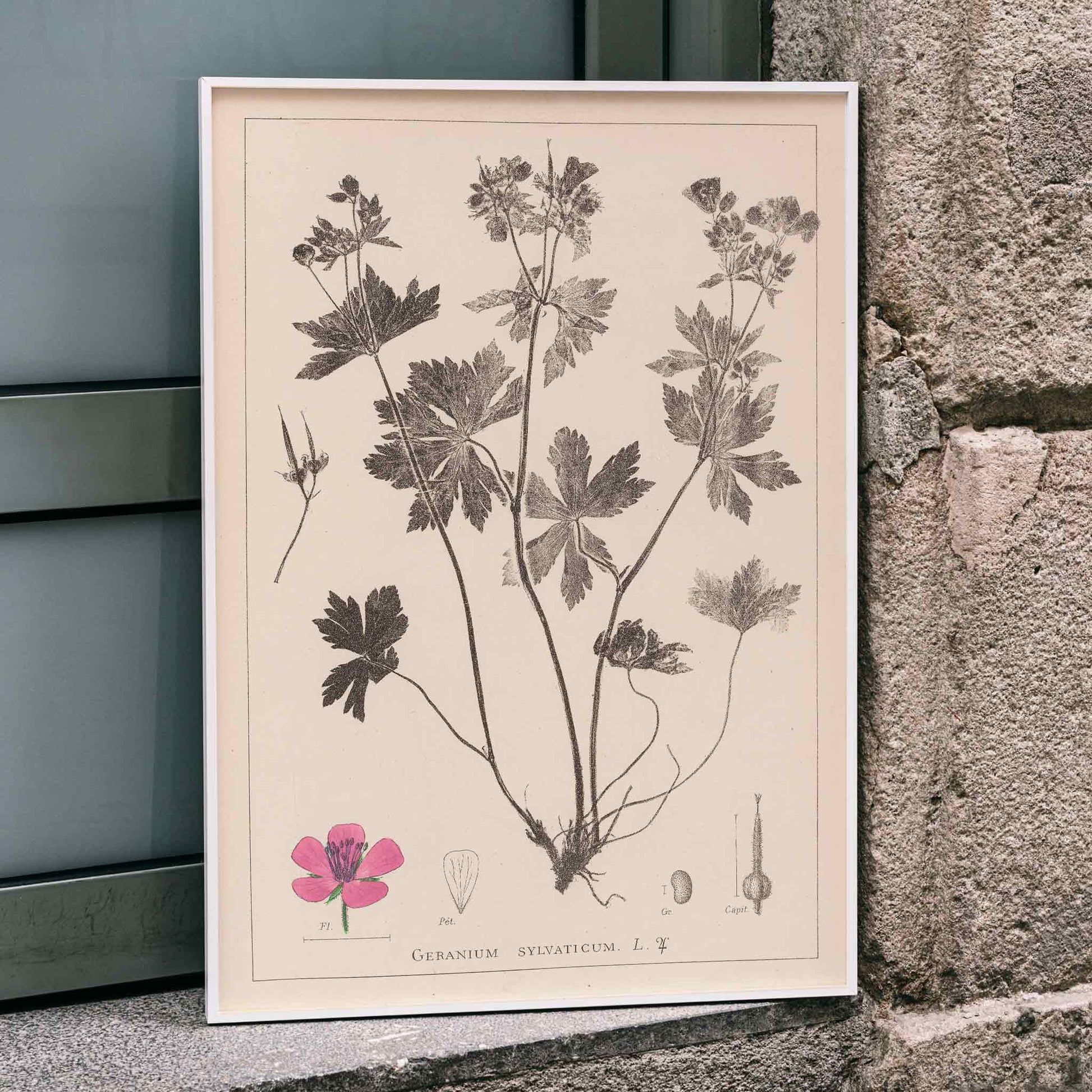 Botanical illustration and poster of Geranium sylvaticum with pink flower and detailed sketches by Louis Antoine Cusin from Herbier de la flore francaise, framed and displayed in home decor