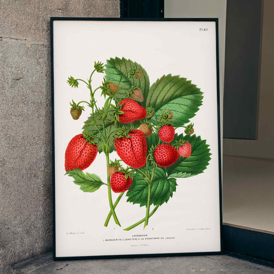 Strawberry chromolithograph plates by Abraham Jacobus Wendel featuring vibrant strawberries and lush green leaves poster, framed and displayed in home decor
