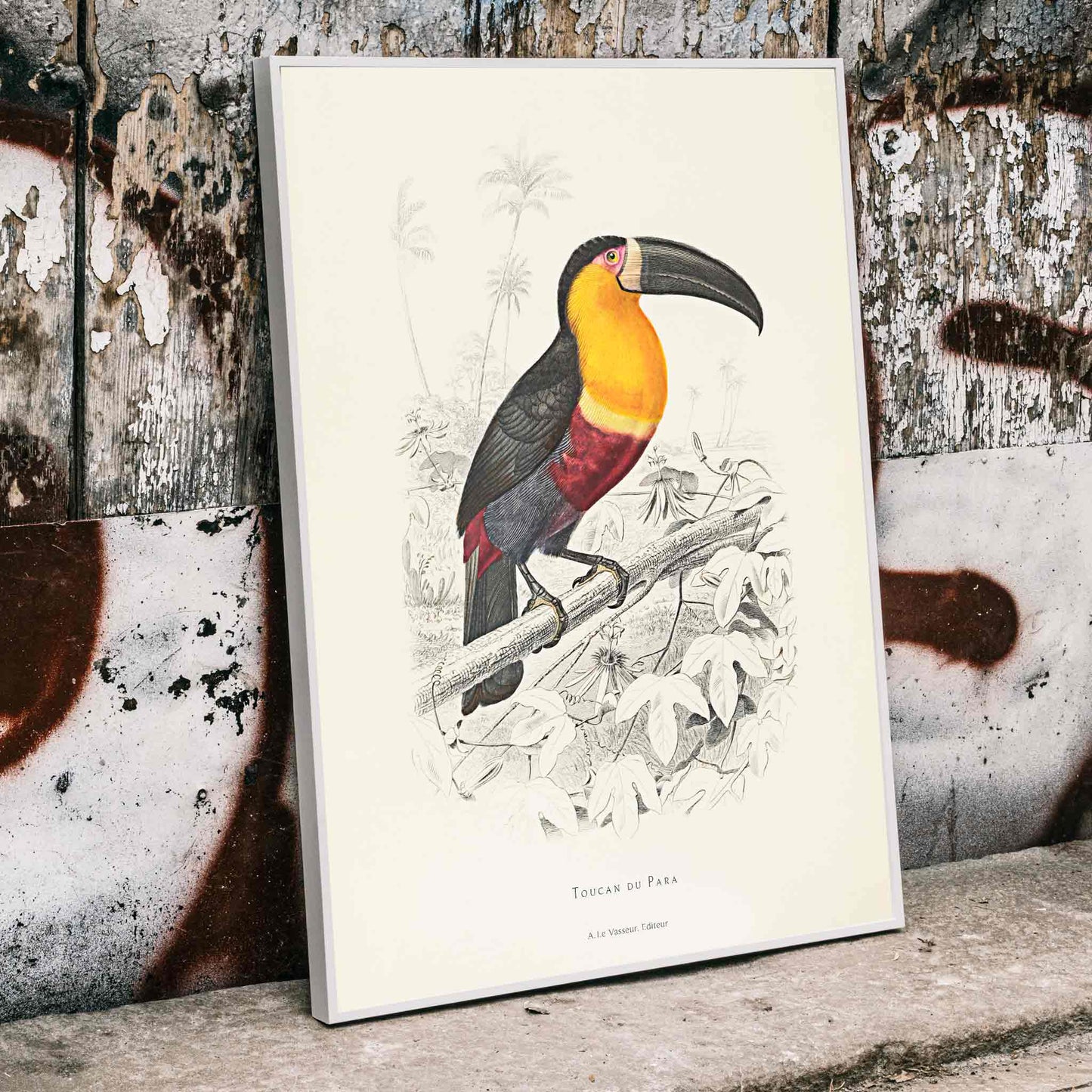 Colorful Toucan du Para perched on a branch poster artwork by Georges Louis Leclerc, framed and displayed in modern living room decor