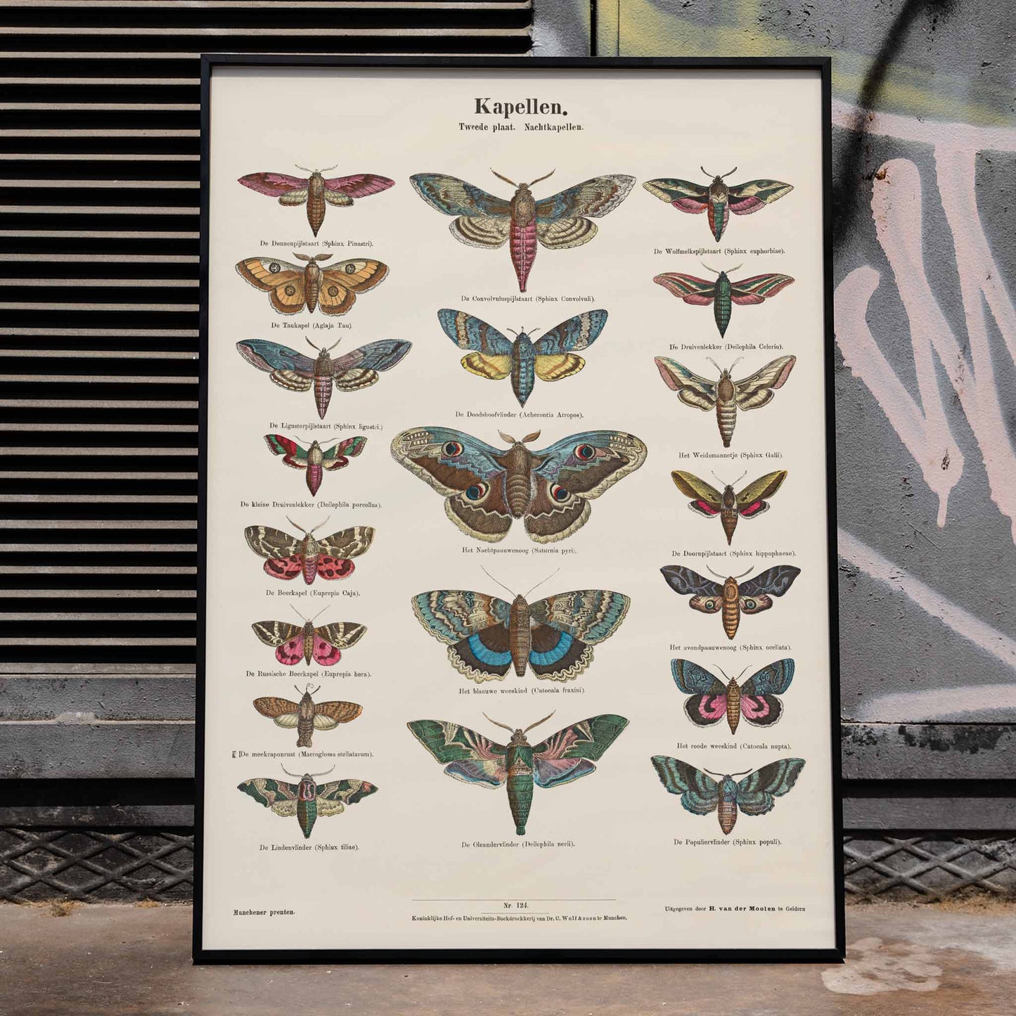 Colorful vintage illustration and detailed poster of night butterfly species by Ernst Frohlich, framed and displayed in modern living room decor