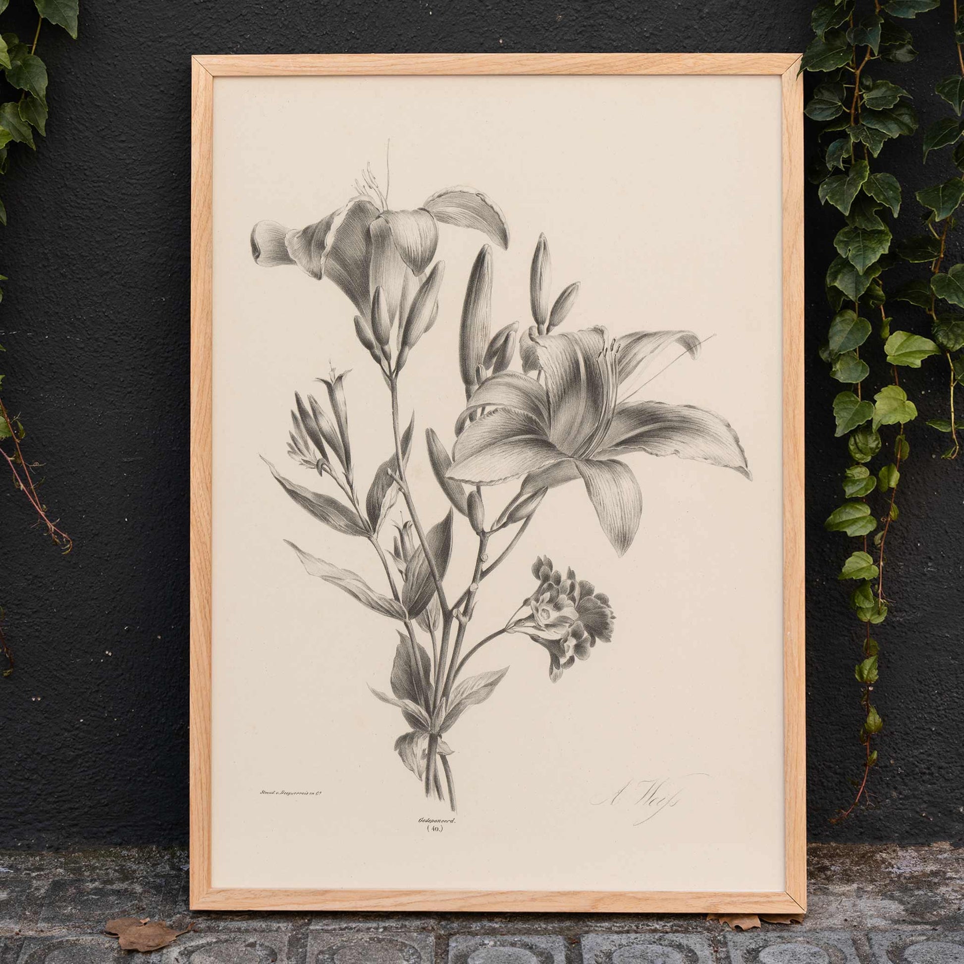 Detailed black and white botanical illustration of two lilies by Anton Weiss titled Two black and white lilies poster, framed and displayed in home decor