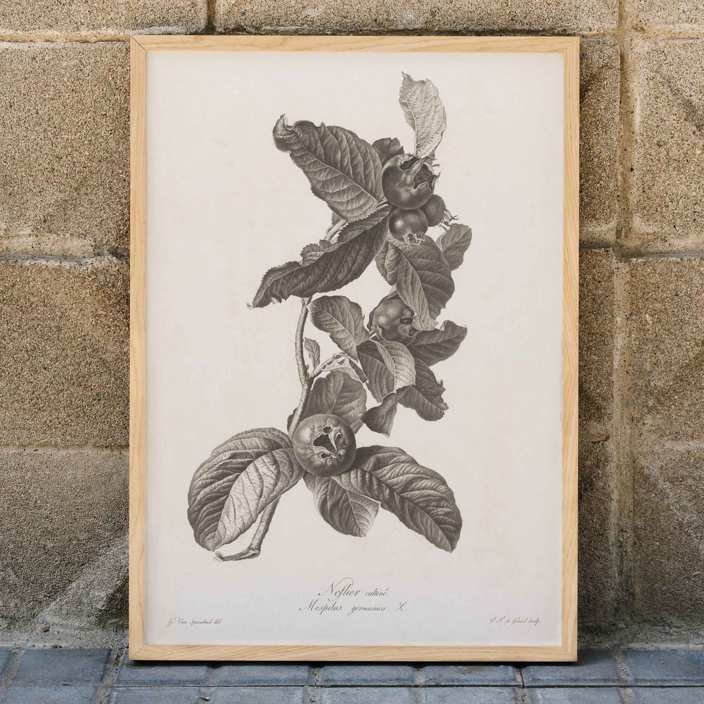 Black and white botanical illustration of medlar fruit and leaves by Pierre Francois Legrand, framed and displayed in home decor