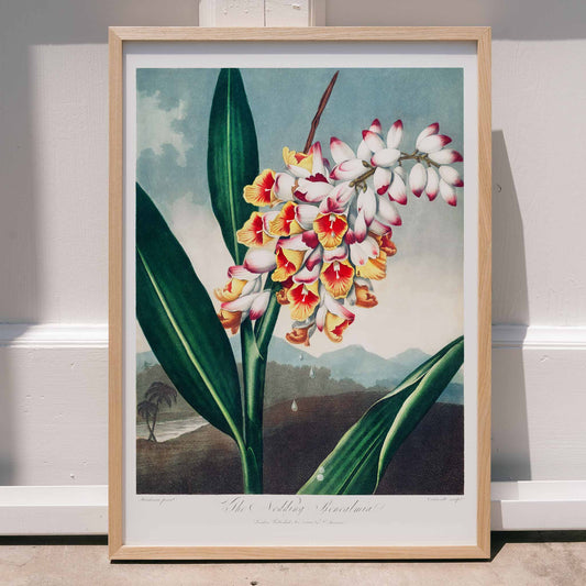 Botanical illustration and poster of The Nodding Renealmia by Robert John Thornton from The Temple of Flora with lush green leaves, framed and displayed in home decor