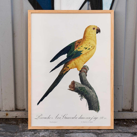 Colorful Sun Parakeet perched on branch illustration by Francois Levaillant from Natural History of Parrots artwork poster, framed and displayed in home decor