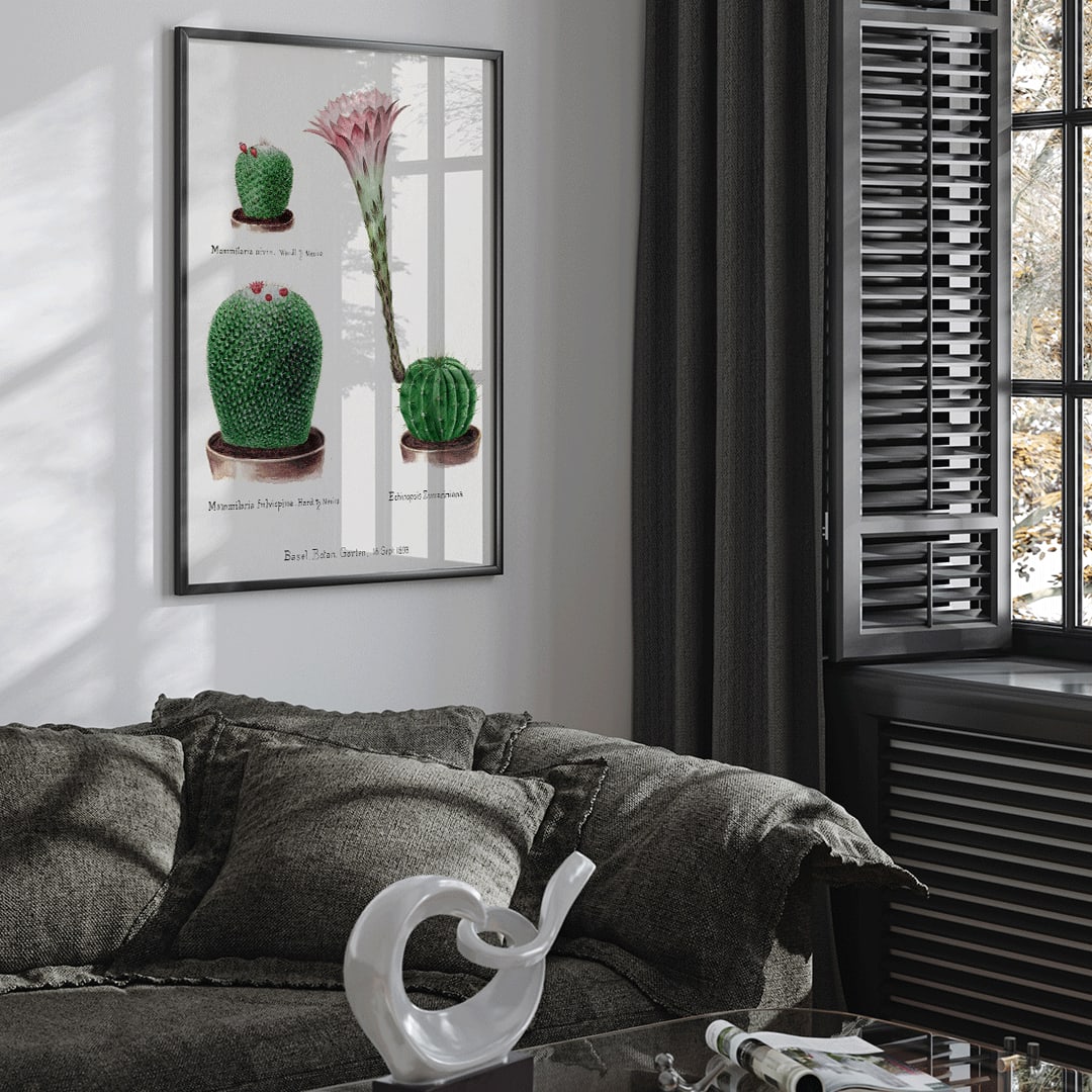 Closeup detail of Botanical illustration and poster of Rainbow Pincushion cactus Easter lily Mammilaria nivea Mammilaria fulvispina Echinopsis Zuccariniana and other cacti from Familie Der Cacteen