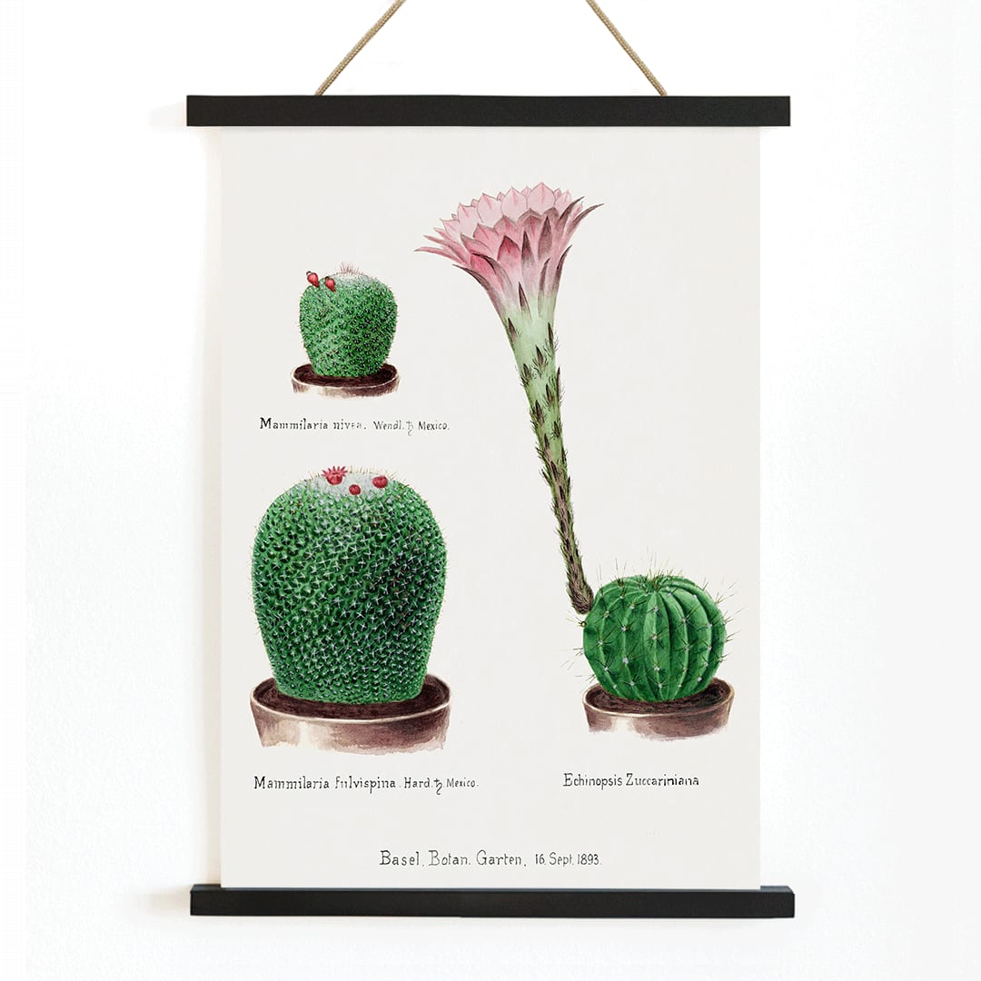 Botanical illustration and poster of Rainbow Pincushion cactus Easter lily Mammilaria nivea Mammilaria fulvispina Echinopsis Zuccariniana and other cacti from Familie Der Cacteen, with wooden magnetic frame on white background