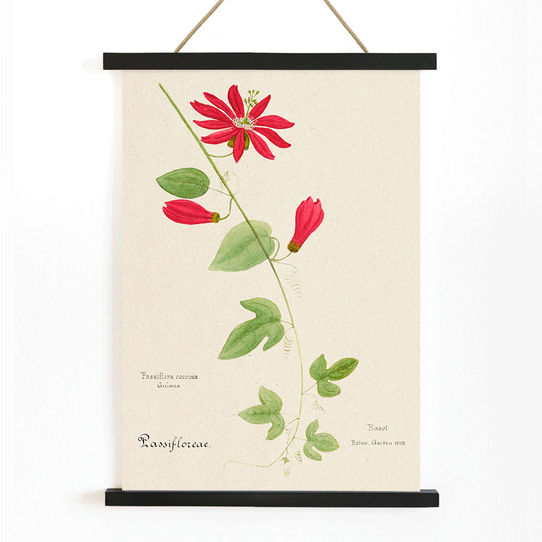 Botanical illustration of Passiflora coccinea red granadilla flower with green leaves and stems by Red Granadilla and Anonymous, with wooden magnetic frame on white background