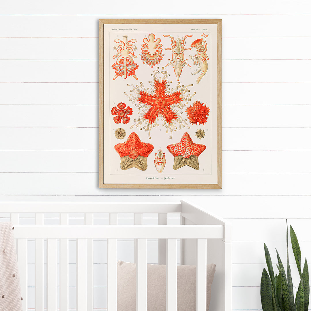 Asteridea illustration lithograph and poster by Adolf Glitsch after Ernst Haeckel showing detailed and colorful starfishes in the Echinodermata phylum, framed and displayed in home decor