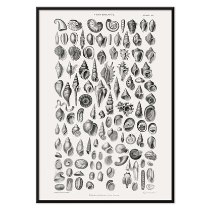 Vintage seashell illustration and detailed seashell poster by Oliver Goldsmith from A History of the Earth and Animated Nature perfect for natural history decor and study, with black aluminium frame on white background