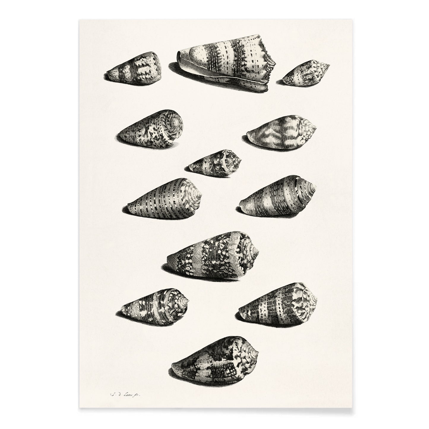 Detailed poster illustration of twelve different snail shells from various species artwork by Jacob de Later, with black aluminium frame on white background