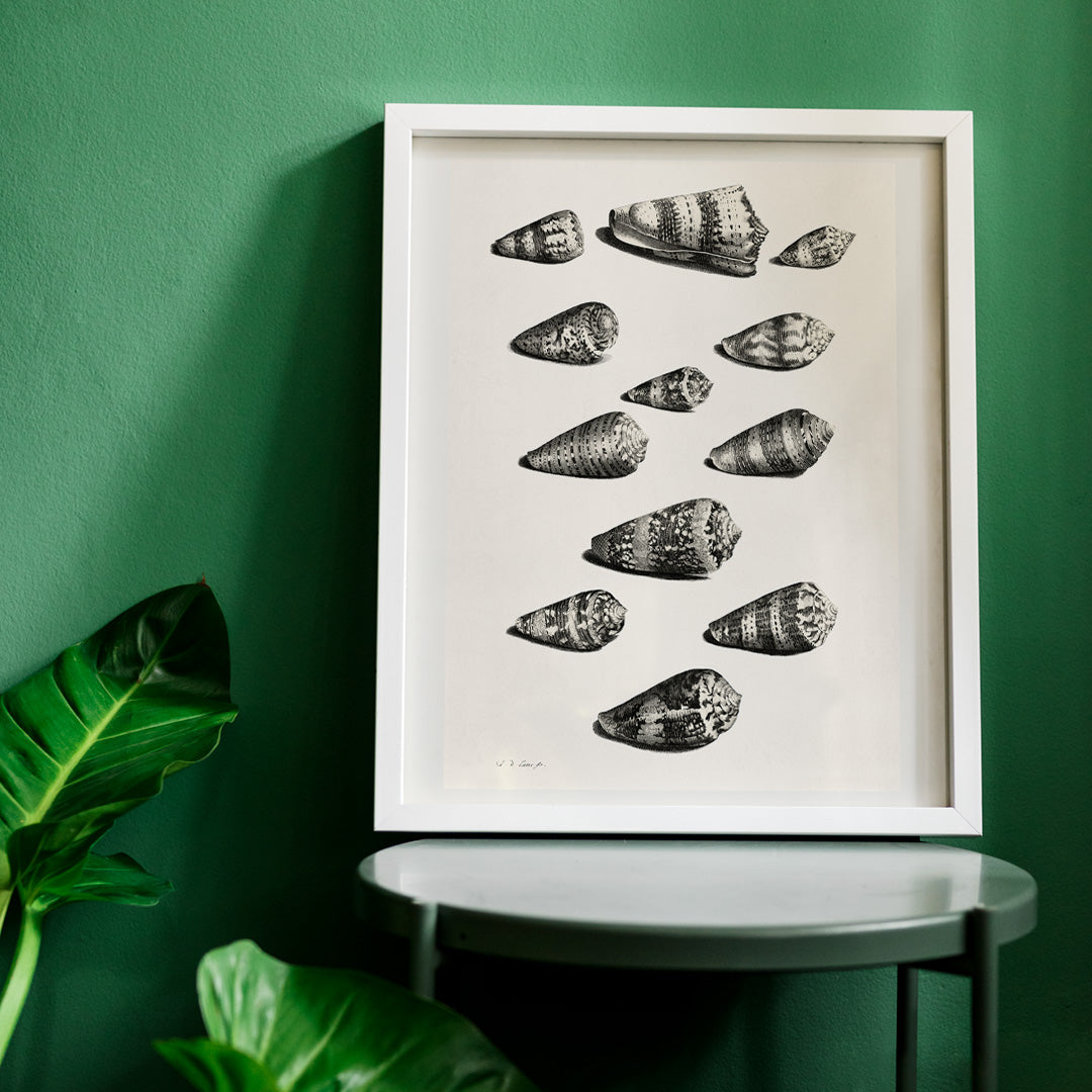 Detailed poster illustration of twelve different snail shells from various species artwork by Jacob de Later, framed and displayed in home decor