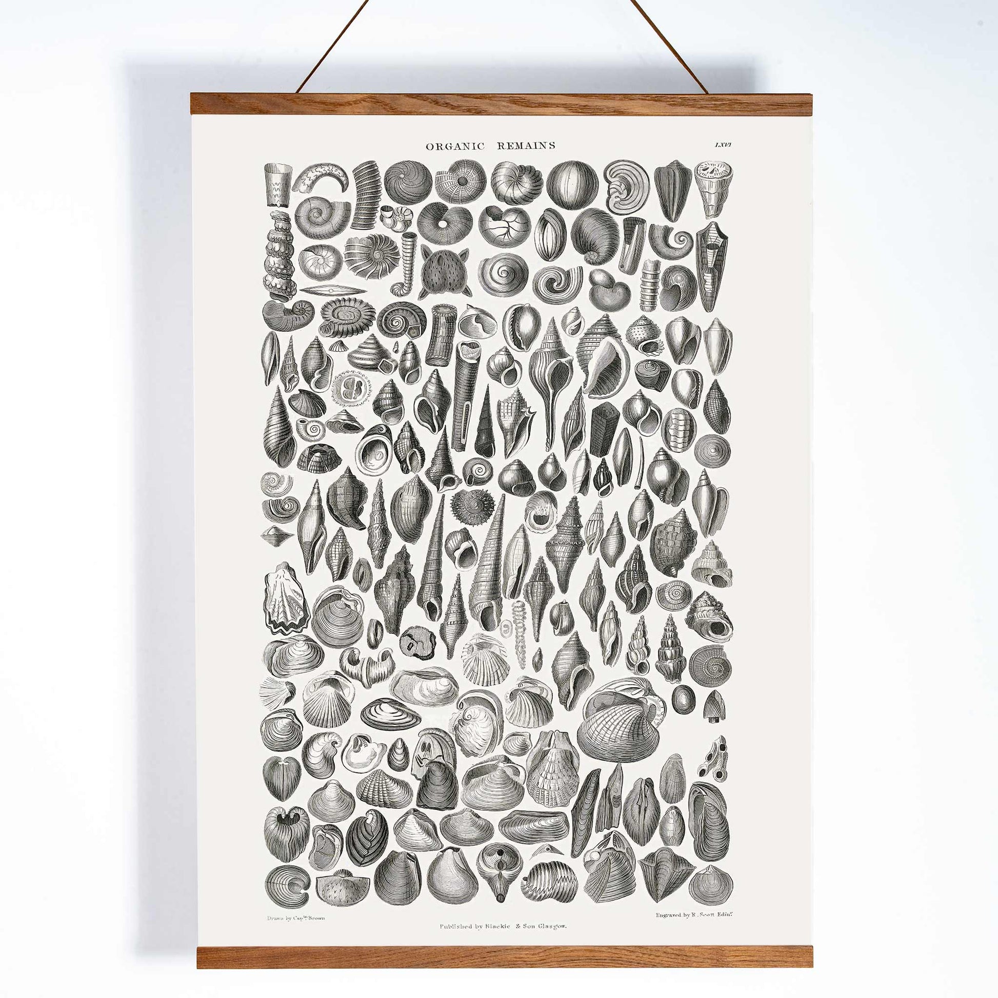 Detailed scientific illustration and poster of fossilized shells and marine life by Oliver Goldsmith from A History of the Earth and Animated Nature and Organic Remains artwork, with wooden magnetic frame on white background