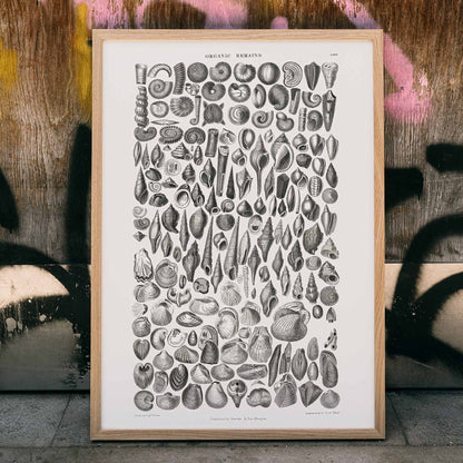 Detailed scientific illustration and poster of fossilized shells and marine life by Oliver Goldsmith from A History of the Earth and Animated Nature and Organic Remains artwork, framed and displayed in home decor