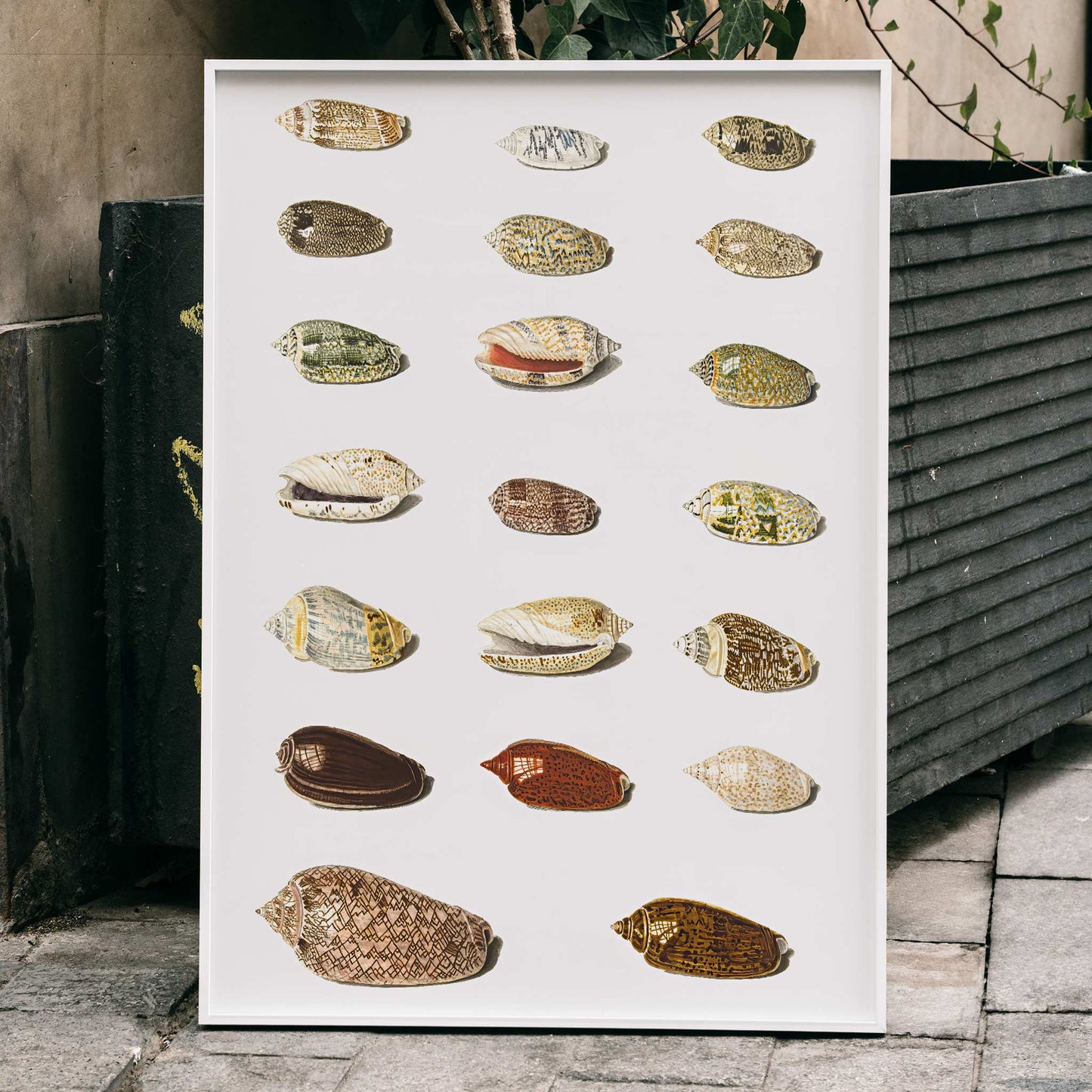 Exotic tropical seashells arranged in rows artwork by Johann Gustav Hoch from Twenty Tropical Shells, framed and displayed in home decor