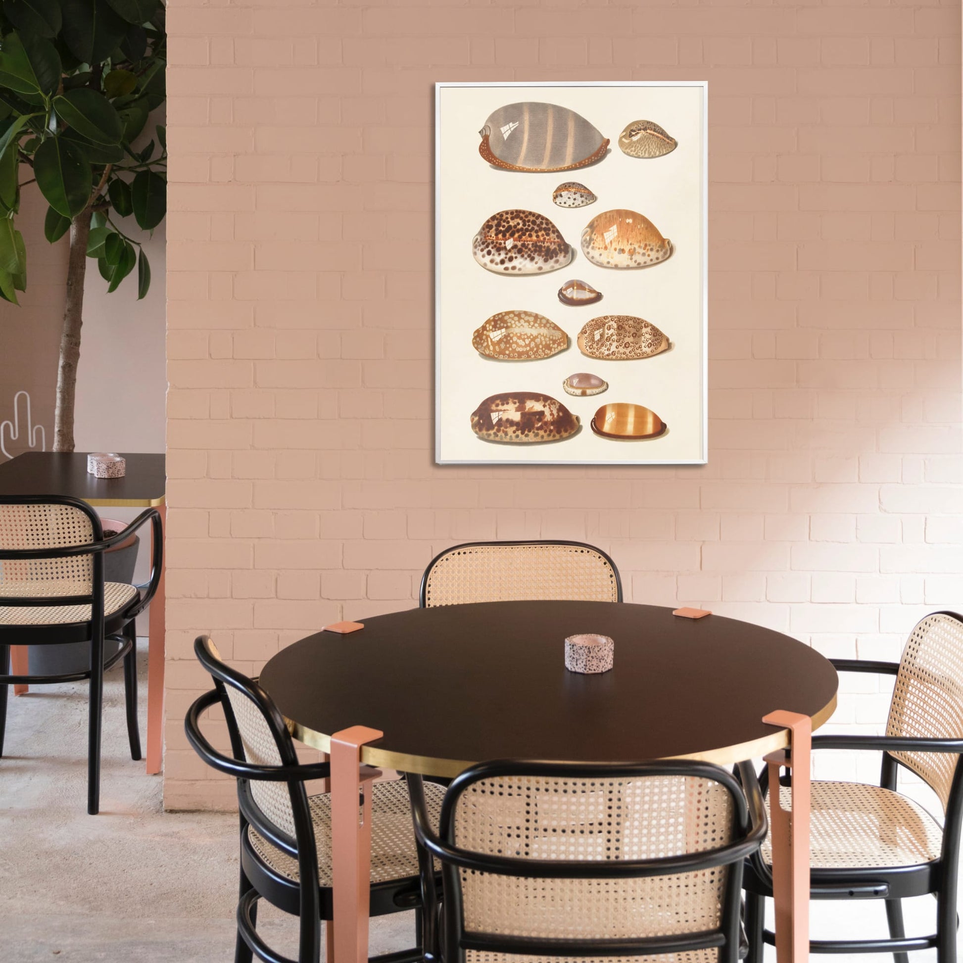 Illustration and poster of eleven detailed tropical shells artwork by Johann Gustav Hoch, framed and displayed in home decor