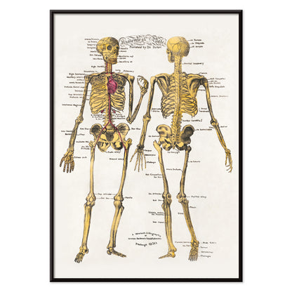 Human skeleton diagram and poster with labeled bones and organs by Dr Parker Anatomical plates wall art decor, with black aluminium frame on white background