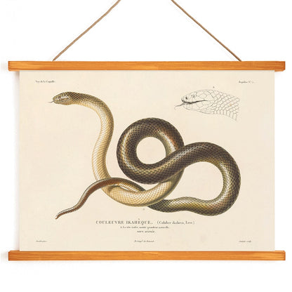 Detailed illustration of a snake by Louis-Isidore Duperrey from Voyage autour du monde Pl.005 poster, with wooden magnetic frame on white background