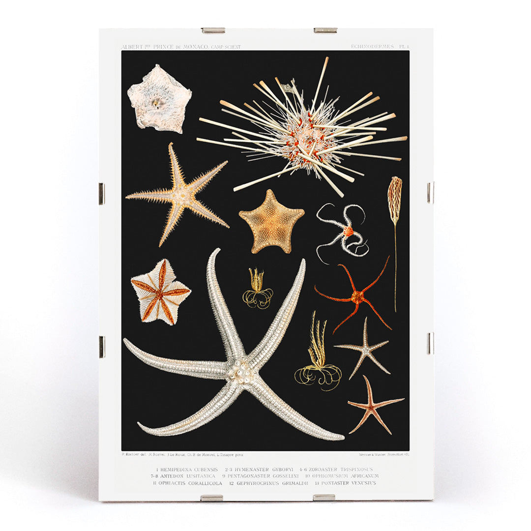 , framed and displayed in modern living room decor