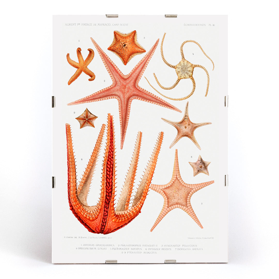 , framed and displayed in modern living room decor