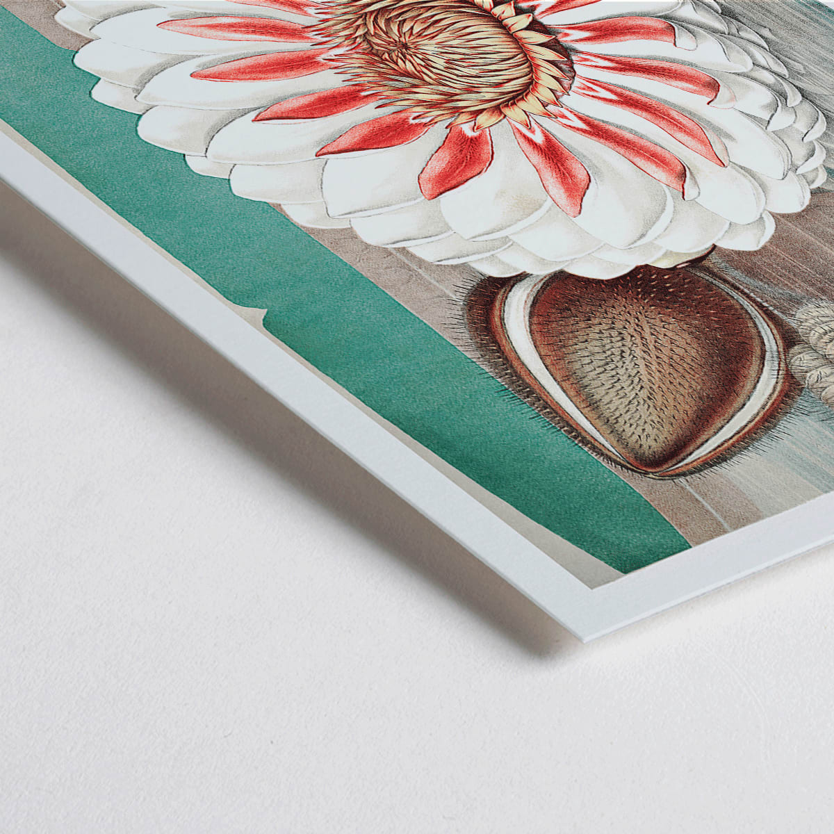 Closeup detail of The Victoria Regia or the Great Water Lily of America by William Sharp vibrant painting and poster with large detailed flower on water