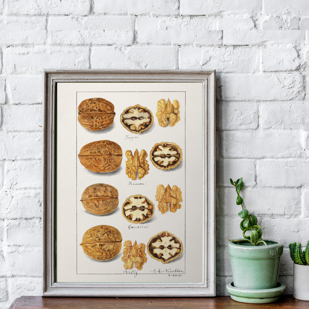 Detailed botanical illustration and poster of walnut varieties and kernels by Amanda Almira Newton titled Walnuts Juglans for kitchen decor, framed and displayed in home decor