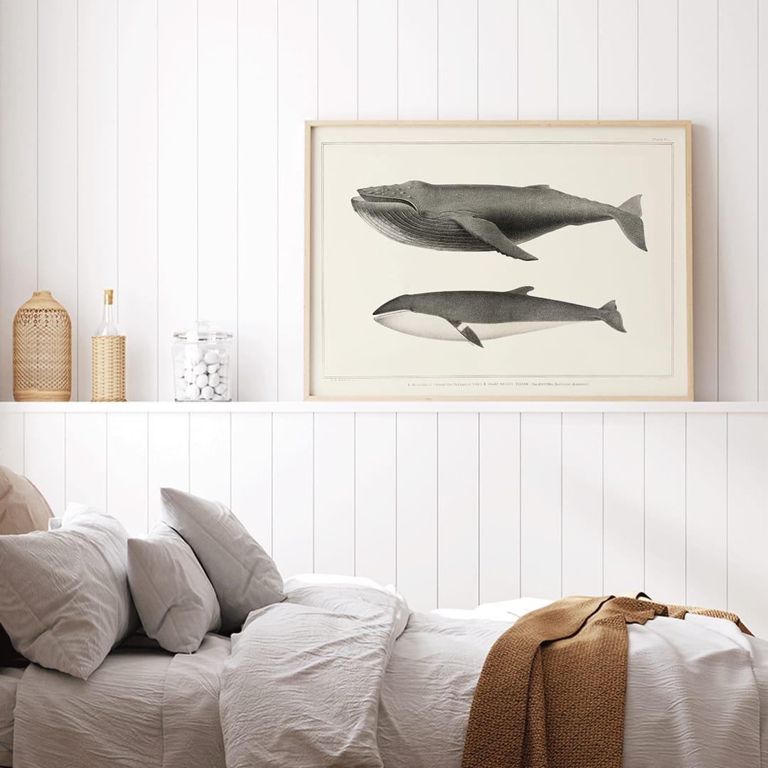 Humpback whale and minke whale illustration and poster by Charles Melville Scammon from Natural history of the cetaceans, framed and displayed in home decor