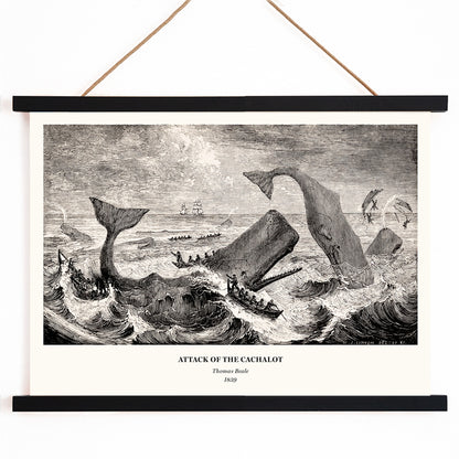 Sperm whale and cachalot attacking fishing boats illustration from The Natural History of the Sperm Whale by Thomas Beale, with wooden magnetic frame on white background
